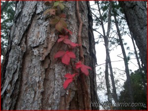 red fall leaves