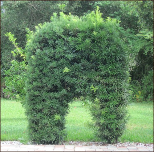 podocarpus