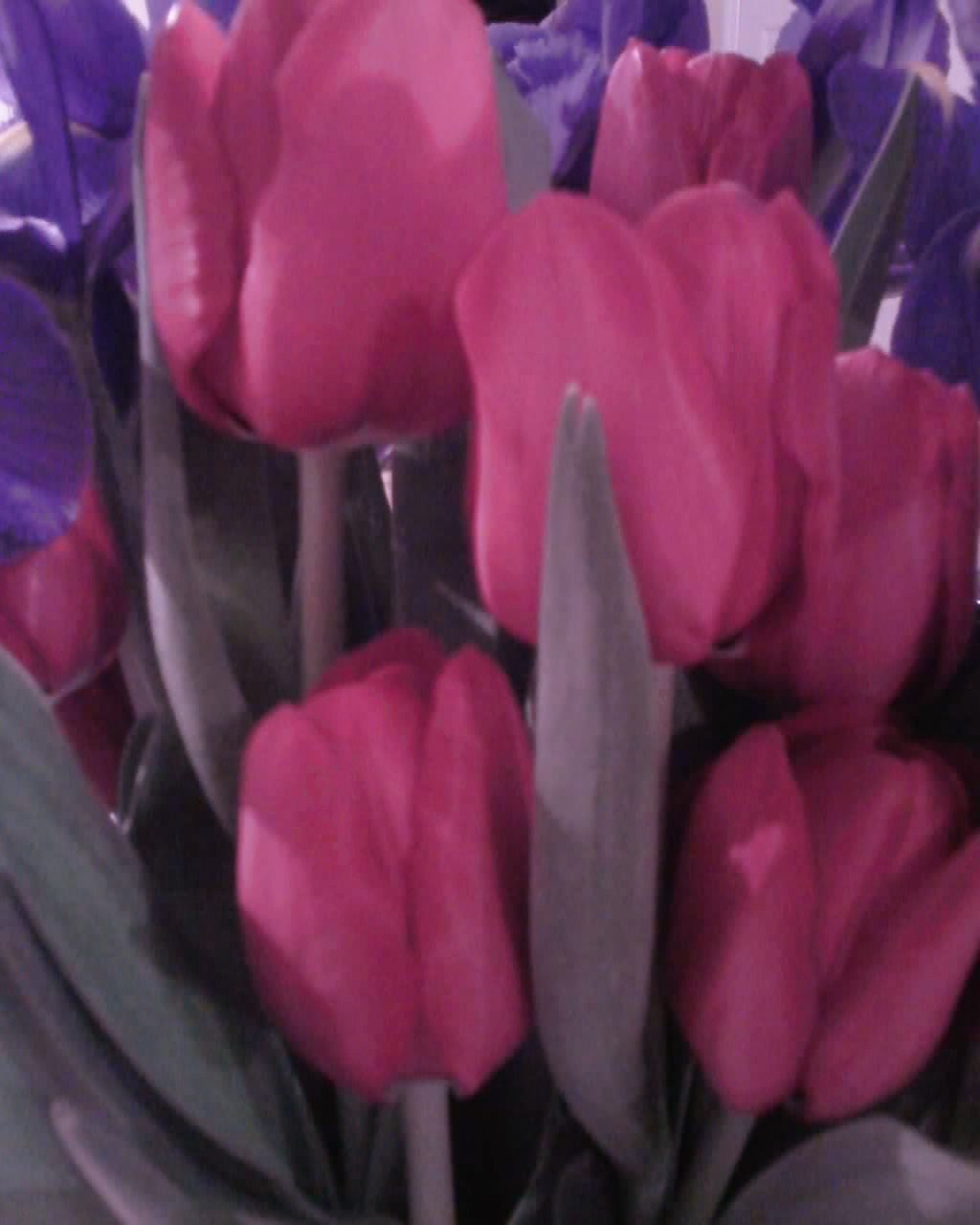 RA warrior friend tulips